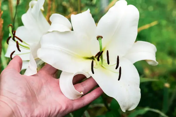 stock image white lily in hand in summer garden. Summer bulbous flowers white. White lilies close-up