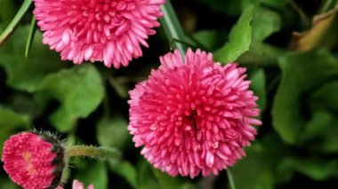 Pembe papatya. Pembe ponpon Marguerite yakın plan. Ebedi toprak çiçekleri pembe kızılötesi ışınlar ile kaplanır. 4k görüntü