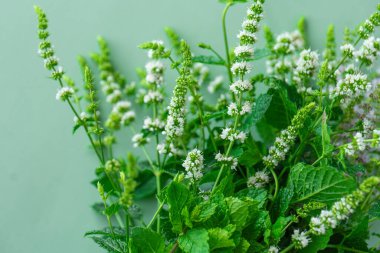 Mint blossoming .Fragrant herbs and spices.Mint extract in food and cosmetic industries. bunch of peppermint close-up. Medicinal useful herbs and flowers. Useful plants  clipart