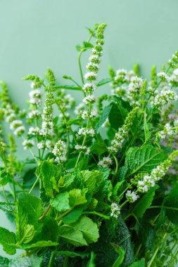 peppermint close-up.Fragrant herbs and spices.Mint extract in food and cosmetic industries. Medicinal useful herbs and flowers. Useful plants  clipart