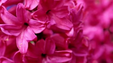 Sümbül çiçekleri. Pembe ve mavi sümbül çiçekleri. Yakın plan. Bahar soğanı çiçekleri. Çiçekli bahar arkaplanı. 4k görüntü