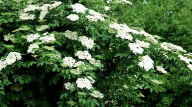 Çiçek açan ihtiyarlar. Yaşlı böğürtlenli beyaz çiçek demetleri. Sambucus çalılığı. Şifalı bitkiler. 4k görüntü