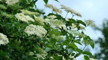 Sambucus çalısı. Mürver ağacının beyaz çiçek başlıkları. Yakından. Çiçek açan mürver ağacı. Şifalı bitkiler ve bitkiler. Yeşil eczane ve homeopati. 4k görüntü