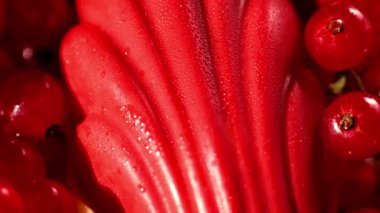 Frenk üzümü Madeleine Kurabiyeleri. Kurabiyelerin üstüne kırmızı çikolata jölesi ve üzümlü üzümlü üzümler.. 