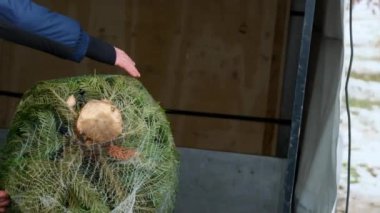 Noel ağacı alışverişi. Bir adam paketlenmiş ladini bir karavana yüklüyor. Kış tatili öznitelikleri ve gelenekleri. 