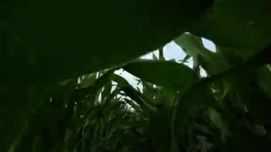 Mısır tarlası. Genç mısırların arasında yürüyorum. Mısır yetiştiriyorum. Yeşil mısır arka planda kalıyor. 4k görüntü