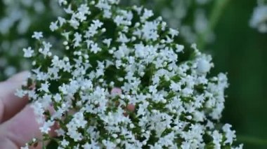 Valerianlı memurların beyaz çiçekleri. Yaz yeşili bir bahçede kediotu çiçeklerinden beyaz çiçekler tutan eller. Şifalı çiçekler ve bitkiler. 4k görüntü