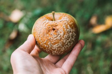 Apple rot. Moniliosis.rotten apple in hand .Garden and Plant Health. Diseases of fruit trees.Pest and disease control in the garden. Sanitary treatment.