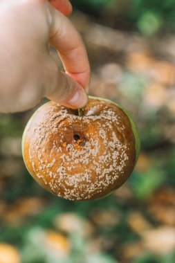  Moniliosis.rotten apple on a garden background.Garden and Plant Health. Diseases of fruit trees.Pest and disease control in the garden. Sanitary treatment.