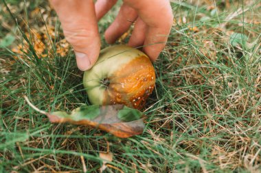 Apple rot. Moniliosis.rotten apple in the garden .Garden and Plant Health. Diseases of fruit trees.Pest and disease control . 