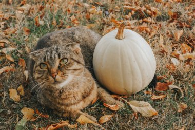  Sonbahar bahçesinde beyaz balkabaklı çizgili kedi. Sonbahar arka planında hayvan ve sonbahar sebzeleri.