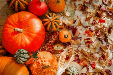 Kabaklar. Turuncu ve sarı balkabakları çeşitli setler ve parlak güneş ışığında ahşap arka planda sonbahar yaprakları. Cadılar Bayramı mevsimi. Balkabağı hasadı. Yukarıdan görüntü. Burada sonbahar havası var. Sıcak bir sonbahar havası..