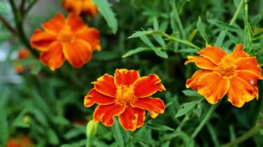 Yaz bahçesinde turuncu kadife çiçekleri. Manzara harika. Manzara tasarımında çiçekler. 4k görüntü