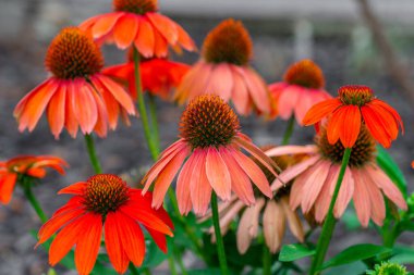 Echinacea purpurea çiçekleri. Echinacea yaz bahçesinde turuncu ve kırmızı tonlarda çiçek açar. Şifalı çiçekler ve bitkiler. Geleneksel tıp ve alternatif homeopati. Echinacea ve Bahçede yetişiyor.