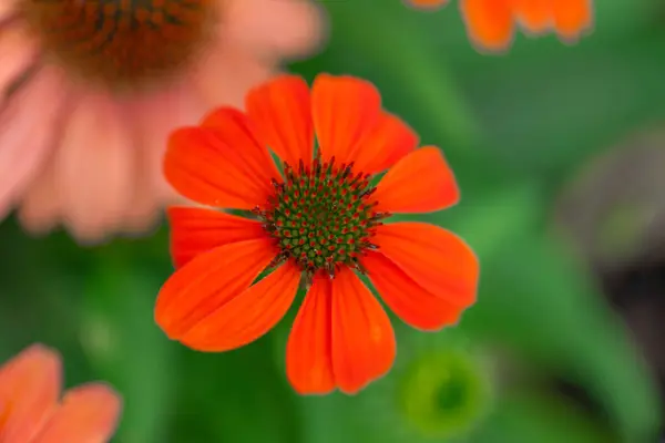 stock image Echinacea purpurea flowers.Echinacea blooms in red tones in a summer garden.Medicinal flowers and herbs.Growing Echinacea and Garden Design 