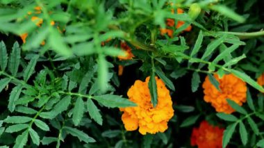 Kadife çiçekleri. Manzara dizaynlı çiçekler .45 'lik görüntüler