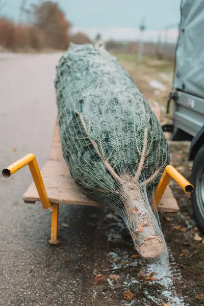  Noel ağacı. Kış tatili geleneği. Bebek arabasındaki bir pakette Noel ağacı. Geleneksel sembolik ağaç.