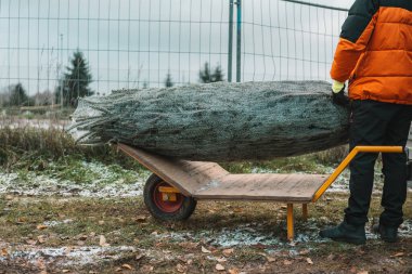Noel ağacının alınıp dağıtılması. Kış tatili geleneği. Bebek arabasının üzerinde bir ambalaj ağıyla Noel ağacı.