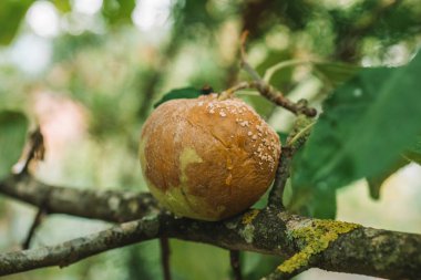 Moniliozis. Ağaç hastalıkları. Çürük elma. Bahçe ve bitki sağlığı. Meyve ağaçlarının hastalıkları. Bahçede böcek ve hastalık kontrolü.. 