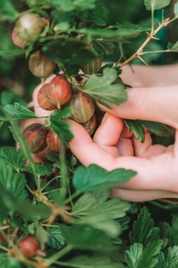 El, yakından bakınca bektaşi üzümlerini seçiyor. Bektaşi üzümü hasadı. Bahçede bektaşi üzümü yetiştirip hasat ediyorlar.