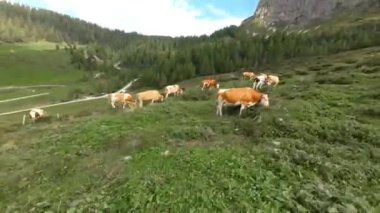 Avusturya 'da bir dağ otlağındaki inekler dağlarda mavi bir gökyüzünün altında ot yerler. Yüksek kalite 4k görüntü