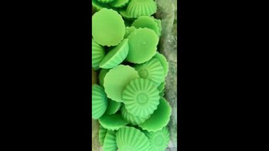 Şeffaf kutularda farklı renklerde kokulu sabun karışımı. Üst Manzara. Güzellik ve hijyen kavramı. 4k görüntü