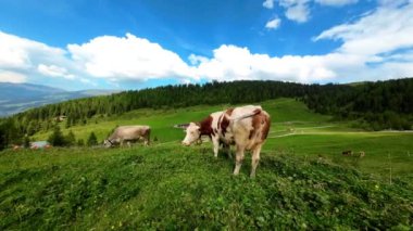 Dağlarda, mavi gökyüzünün altındaki yeşil bir çayırdaki kırmızı Avusturya ineği. Avusturya mandırası. Sığır yetiştiriciliği. Yüksek kalite 4k görüntü