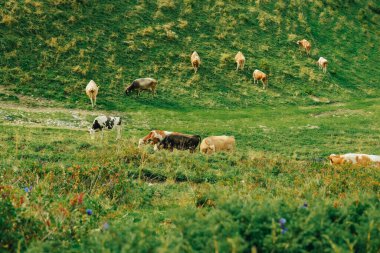 Alp ineği. İneklerle dolu yüksek dağ çayırı. Avusturya 'da bir dağ otlağındaki inekler ot yerler. Avusturya mandırası. Sığır yetiştiriciliği.