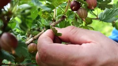 Bektaşi üzümü hasadı. El, bir çalılıktan büyük, olgun bektaşi üzümleri topluyor. Bahçede bektaşi üzümü yetiştiriyor ve hasat ediyor. 4k görüntü
