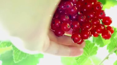 Frenk üzümü turşusu. Yaz bahçesinde güneş ışığında büyük miktarda kırmızı böğürtlen. Yaz çileği hasadı. El, bir daldan bir sürü kuş üzümü topluyor. 4k görüntü