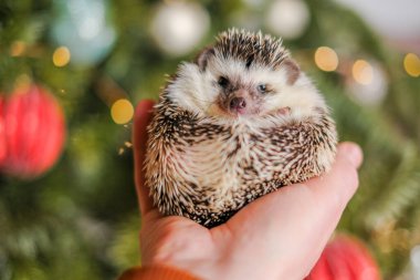 Köpüklü, şenlikli bir arka planda Noel kirpisi. Kirpi elinde, arkasında kırmızı topları olan Noel ağacına karşı. Palmiyesinde şirin bir kirpi..