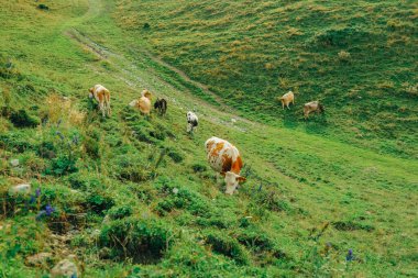 Dağ otlağındaki inekler ot yer. Alplerdeki yüksek bir dağ otlağındaki Avusturyalı inek sürüsü. Avusturya mandırası. Sığır yetiştiriciliği. Dağlardaki yeşil bir çayırda benekli inek.