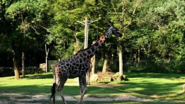 Hayvanat bahçesindeki iki zürafa. Afrika 'nın vahşi hayvanı. Yeşil orman arka planında güzel bir zürafa. 4k görüntü