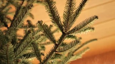 Parlak bir odadaki bir Noel ağacının dallarına sprey sıkan su. Noel ağacı için su banyosu. Noel ağacı iğnelerini tazele. 4k görüntü