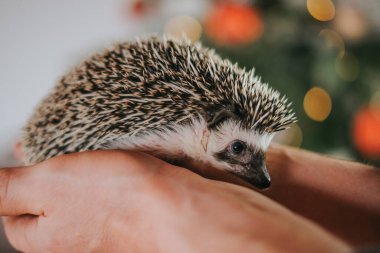  Güzel, ışıl ışıl bir arka planda kirpi. Kirpi, elinde kırmızı toplarla Noel ağacına karşı. Beyaz karınlı kirpi. 