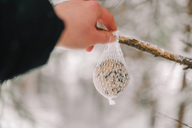 Ağlarda kuş yemi yuvarlakları. Eller, ağaç dallarına kuş yemi ve bir kış ormanı ve parktaki dallara ağlar asar. Soğuk kış mevsiminde beslenen kuşlar
