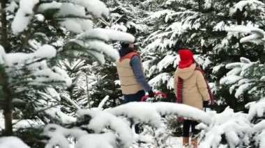 Noel ağacı araması. Aile Noel geleneği. Bir adam ve kızı, karlı bir ormanda bir Noel ağacı seçtiler. 4k görüntü