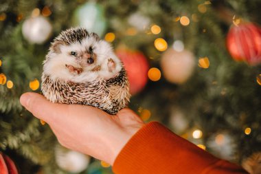 Küçük el yapımı cüce kirpi şenlikli bir arka planda. Evcil hayvan Noel 'i. Noel kirpisi. Avucundaki şirin kirpi..