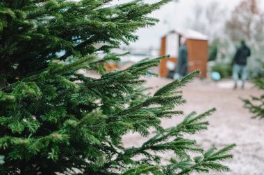  Noel ağacı pazarı. Noel ağacı fuarında etiketli Noel ağaçları. Noel ağacı almak. Kış tatili geleneği. 