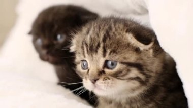 Yavru kediler. Burada hoş bir ortam var. Kediler bakar. Sıcak, beyaz kürklü bir yatakta tüylü kedi yavruları. Küçük bir kedi besleyip büyütüyorlar. Küçük sevimli hayvanlar. 4k görüntü