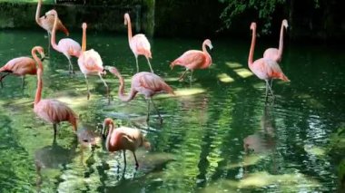 Pembe flamingo. Flamingo, fidanlıkta yeşil sularda yüzüyor. Göletin yeşil suyunda pembe tüylü kuş sürüsü. Güzel kuşlar. 4k görüntü