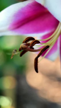 Lily ve arı. Yaz bahçesinde zambak çeşitlendirdim. Bir arı zambaktan nektar toplar. 4k görüntü