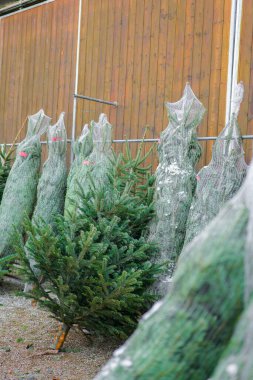 Satılık bir sürü Noel ağacı var. Paketlemeden ve paketlemeden çam ağaçları kes. Noel ağacı fuarında etiketli ve ağlı Noel ağaçları. Noel ağacı almak. Kış tatili geleneği. 