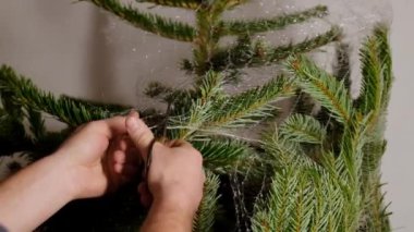 Noel ağacını ambalaj ağlarından söküyorum. Eller köknar dallarından makasla ağ kesiyor. Kış tatiline hazırlanıyorum. Noel geleneği. 4k görüntü