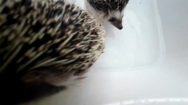 Beyaz bir küvette yıkanan kirpilerin yakın çekimi. Dikenli hayvanlar banyo yapar. Evcil hayvanlar için hijyen. 4k görüntü