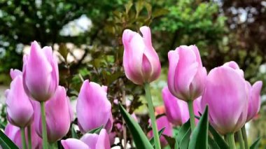 Bahçedeki pembe laleler ve manzara tasarımı. Uzun ömürlü soğan çiçekleri, pembe çiçekler, güzel çiçek arkaplanı. 4k görüntü