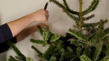 Noel ağacını ağ paketlerinden kaldırıyorum. Eller köknar dallarından makasla ağ kesiyor. Kış tatiline hazırlanıyor.. 