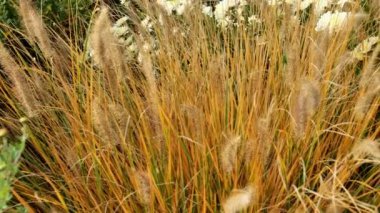 Bahçe tasarımındaki pennisetum doğal bir görünüm yaratır. Bir sonbahar bahçesi arkaplanı tahıl ürünleriyle zenginleştirilir. 4k görüntü