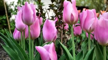 Bahçedeki pembe laleler ve manzara tasarımı. Uzun ömürlü çiçekler. 4k görüntü