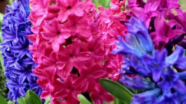 Sümbül çiçekleri duvar kağıdı. Pembe ve mavi sümbül çiçekleri. Bahçe tasarımında kabarık bahar çiçekleri. 4k görüntü